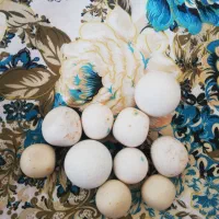 سنگهای کلکسیونی