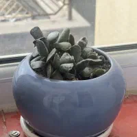 گل طبیعی|گل و گیاه طبیعی|سهند, |دیوار