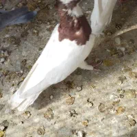یه دسته ۷تایی طوقی بهبهونی زرنگ زرنگ نر|پرنده|شیراز, شهرک امیر کبیر|دیوار