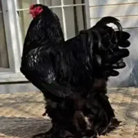 تخم مرغ برهما|حیوانات مزرعه|دهدشت, |دیوار