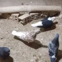 سوسنگردروستای مرعی|پرنده|سوسنگرد, |دیوار