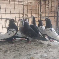 کبوتر رنگی جفتگاه