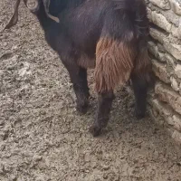 میش بز|حیوانات مزرعه|تربت‌حیدریه, پائین ولایت|دیوار