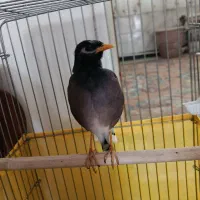 جوجه مرغ مینا نر 5 ماهه دستی با قفس|پرنده|قدس, شهرقدس|دیوار