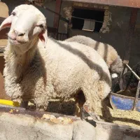 بره نر چاق