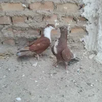 یک جفت کفتر ریش سرخ