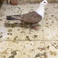 ۹کبوترکلاغ وکرباتی داخل کارتن درمحدوده باغچه