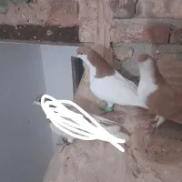 کبوتر|پرنده|سبزوار, مدرس|دیوار