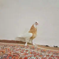 جوجه دونخور کفتر طوقی سرخ