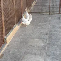 مرغ و خروس چینی