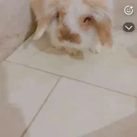 خرگوش لوپ|موش و خرگوش|فاضل آباد, |دیوار