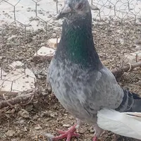 کبوتر بی بوم|پرنده|گناباد, |دیوار