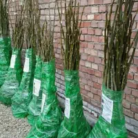 نهالستان فروش نهال های صنوبر بادام و گردو