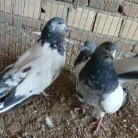 کله دم سبز|پرنده|بروجرد, |دیوار