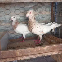 سرونج آس سارسرونج