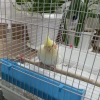 عروس هلندی ماده