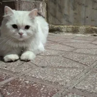 واگذاری گربه پرشین