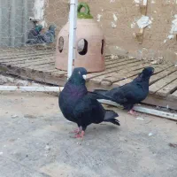 یک جفت ذاغ آبادانی|پرنده|مینودشت, |دیوار