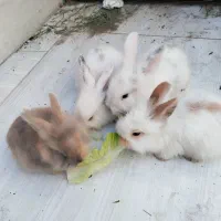 چارتا بچه خرگوش لپ خوشگل|موش و خرگوش|سبزوار, امام خمینی (ناوی)|دیوار