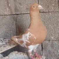 کفتر برازجان