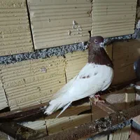 سینه سیاه نر .کله سرخ نر .سار نر.ساده .