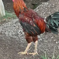 خروس