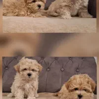 سگ نژادمالتیپوعروسکی|سگ|سبزوار, پاسداران|دیوار