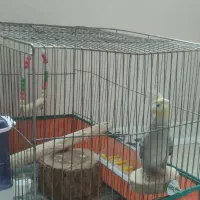 عروس هلندی با قفس|پرنده|رودهن, |دیوار