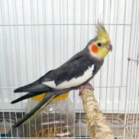 عروس هلندی مولد