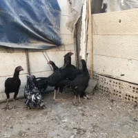 خروس کوشین ومرغ و خروس لاری اصیل|حیوانات مزرعه|مشهد, طلاب|دیوار