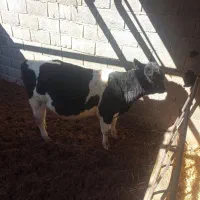 گوساله نر|حیوانات مزرعه|آباده, |دیوار