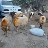 ۱۰عدد گوسفند شک شیره دار پستان کرده سنگین|حیوانات مزرعه|کارزان, |دیوار