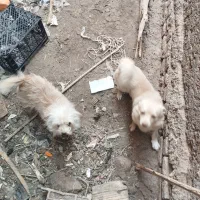 سگ پاکوتاه جهت معاوضه|سگ|بم, |دیوار