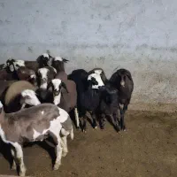 بره پرواری|حیوانات مزرعه|ساری, |دیوار