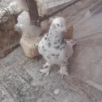 کبوتر  کفتر کبوتر پرشی