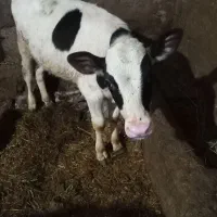 فروش گوساله نر
