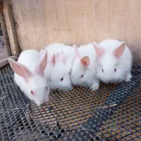 خرگوش کوچیک|موش و خرگوش|قلعه قاضی, |دیوار