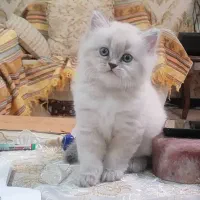 گربه بیریتیش