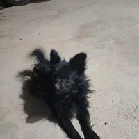 سگ پاپی ماده|سگ|مبارکه, |دیوار