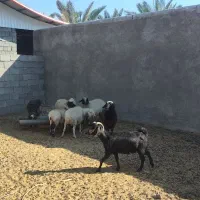 گوسفند|حیوانات مزرعه|ارزوئیه, |دیوار