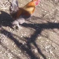 خروس و مرغ های کاکلی زینتی زیبا