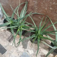 فروش گل الوئه ورا