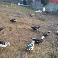 اردک اسرائیلی|حیوانات مزرعه|چاف و چمخاله, |دیوار