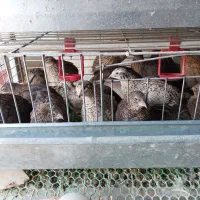 بلدرچین نر و ماده