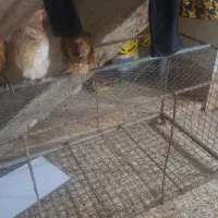 تعدادی مرغ جوان سالم و سرحال|حیوانات مزرعه|ایذه, |دیوار