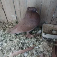 کبوتررواعب|پرنده|قم, آلوچو|دیوار