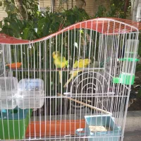 دوعدد مرغ عشق  تخمه کرده