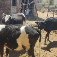 فروش گوساله