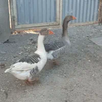 غاز