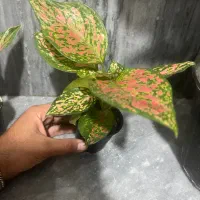 گل انواع اگلونما و پتوس و برگ‌ انجیری